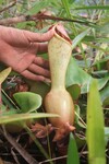 Masožravá rostlina Nepenthes clipeat