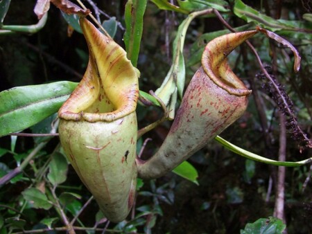 Olomoučtí přírodovědci objevili v horských oblastech ostrova Borneo další nový druh masožravé láčkovky.