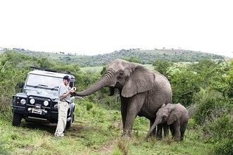 Lawrence Anthony si vytvořil neobyčejně silný vztah se slonicí Nanou. Této vůdkyni stáda i jejím souputníkům zachránil život. Snad proto si k němu tato jinak divoká slonice našla cestu