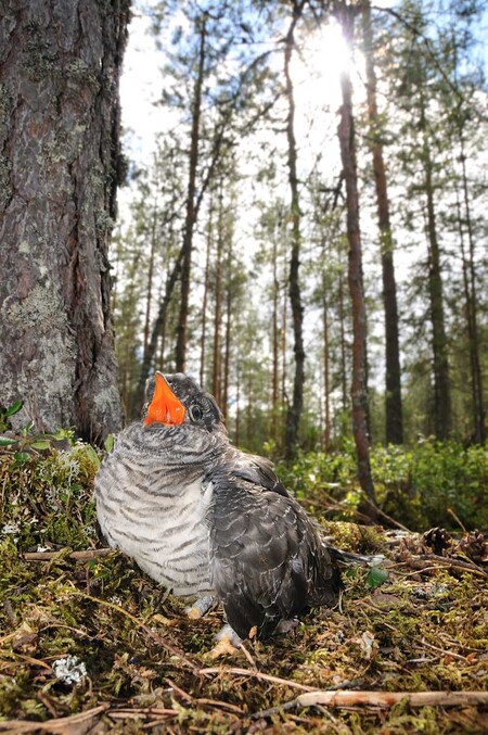Unikátní snímek právě vylétlého mláděte kukačky u hnízda rehka zahradního ve finské Karelii