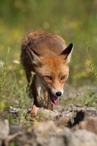 Liška je dokonalým lovcem – ale nikoli nelítostným zabijákem