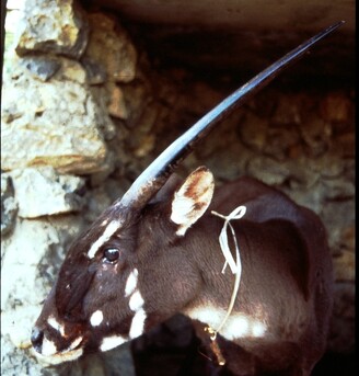 Saola – tajemná antilopa zůstává i 20 let po svém objevení prakticky neznámá. Na snímku je samice saoly zachycená v roce 1996 v laoské provincii Bolikhamxay