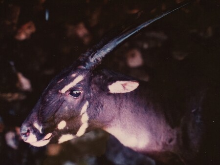 Saola – tajemná antilopa zůstává i 20 let po svém objevení prakticky neznámá. Na snímku je samice saoly zachycená v roce 1996 v laoské provincii Bolikhamxay