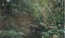 Saola v divočině zachycená fotopastí v roce 1999 v laoské provincii Bolikhamxay