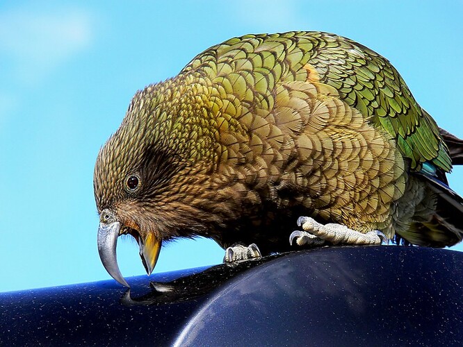 Jedním z ptáků, který vděčí za svou existenci tomuto procesu, je nestor kea, jediný horský papoušek, který žije na Jižním ostrově Nového Zélandu.