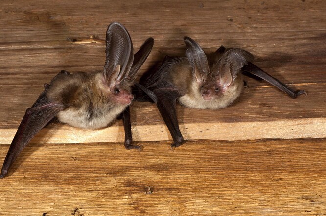 Netopýři dlouhouší. Netopýři dlouhouší.