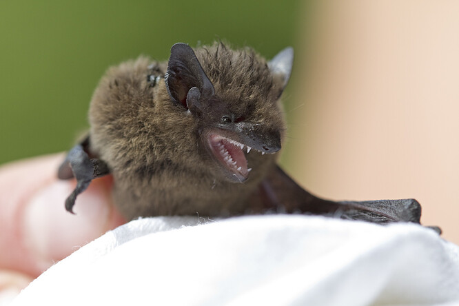 Zpátky do volné přírody vypouštějí odborníci zdravé netopýry už v těchto dnech.