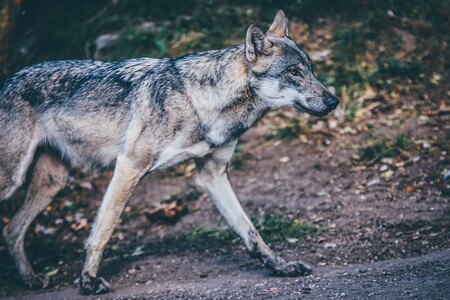 V Evropě žije přibližně 17 000 vlků. Jejich populace jsou různě velké a roztroušené v zemích od Španělska a Řecka po Finsko. Na snímku vlk obecný.