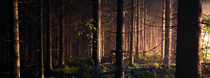 smrkový les Foto: Niilo Isotalo Unsplash
