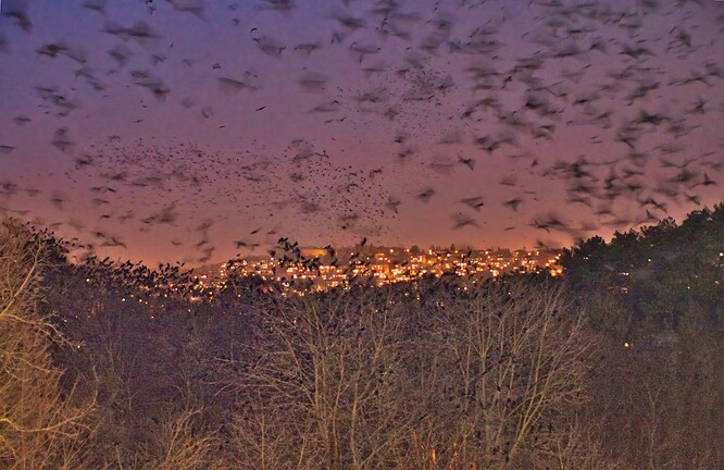 Ptáci nocují na stromech nedaleko Riviéry. Zalesněná oblast jim poskytuje dostatek klidu a bezpečí.