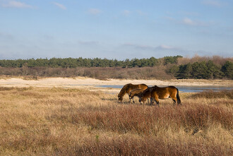 V nizozemské rezervaci Noordhollands duinreservaat koně spásají i vodní stanoviště