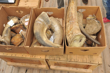 Čína včera odložila zrušení zákazu obchodování s rohy nosorožců a tygřími kostmi pro lékařské a jiné účely. / Ilustrační foto