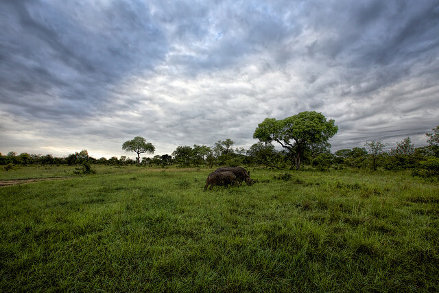 Plánem neziskové organizace, zaštítěné vládami dvanácti afrických států, sdružující dvaadvacet chráněných oblastí a národních parků v Africe, je přenést dvě tisícovky nosorožců z Humeho farmy do přírody Malawi, Rwandy a Konžské demokratické republiky. Je to masivní relokační plán, který tu ještě nebyl.