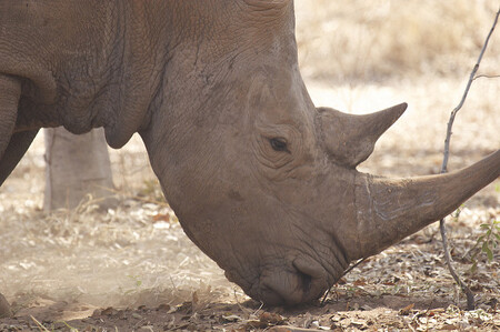 V malawském národním parku Liwonde bylo vypuštěno do přírody 17 nosorožců dvourohých, poslaných z Jihoafrické republiky. / Ilustrační foto