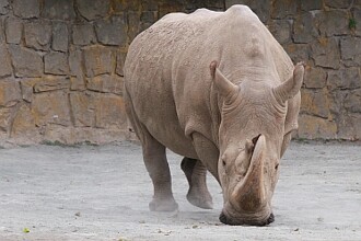 Druhů stále přibývá nejen proto, že jsou objevovány nové, ale také proto, že se změnila teoretická koncepce druhu. Na snímku samec nosorožce Cottonova (dříve nosorožce bílého severního) v zoo Dvůr Králové.