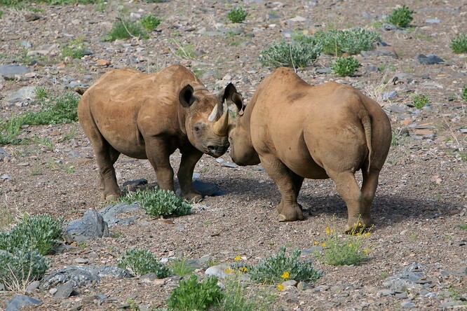 Dvorský safari park je nejvýznamnějším chovatelem nosorožců černých východního poddruhu mezi zoo na celém světě. Celkem se jich ve Dvoře Králové dosud narodilo 47. Zatím posledním přírůstkem byla sameček jménem Kyjev, který se narodil letos 4. března. Ilustrační foto
