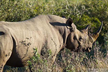 Dvorská zoo nyní chová 21 nosorožců, z nichž 15 je nosorožců černých východního poddruhu a šest je bílých jižních.