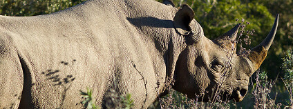 Nosorožec černý, neboli dvourohý Foto: alcuin Flickr