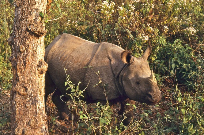 V národním parku Čitván, jedné z největších přírodních rezervací pro nosorožce, letos zažívají doslova nosorožčí baby-boom. Březost nosorožčích samic může trvat až 18 měsíců, takže mláďata počatá během koronavirové uzávěry se teprve narodí.
