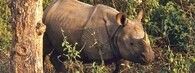 Nosorožec indický v nepálské rezervaci Čitván