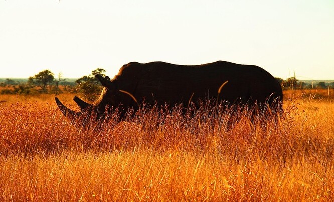 Jihoafrická republika je domovem téměř 80 procent světové populace nosorožců bílých.