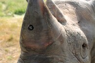 kamera v nosorožčím rohu