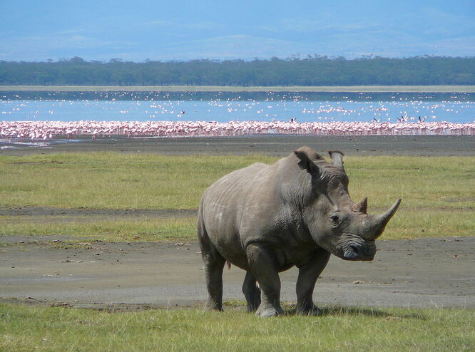 Nosorožec tuponosý u jezera Nakuru v Keni