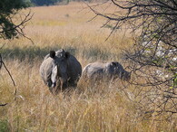 Nosorožec tuponosý v jižní Africe