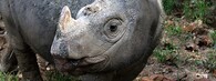 nosorožec sumaterský