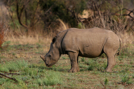 Dosud nepolapená skupina pytláků se sem v průběhu pondělní noci vloupala, zastřelila čtyřletého samce nosorožce tuponosého přímo ve výběhu, a roh mu na místě odřezala motorovou pilou. Ilustrační snímek