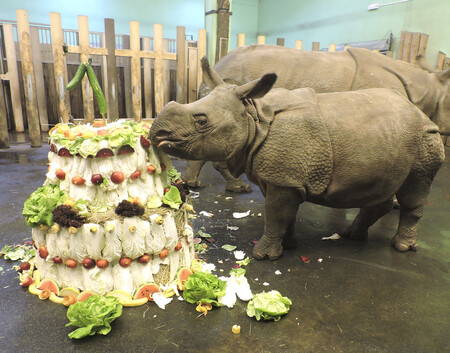 Oslava prvních narozenin plzeňské nosorožkyně Marušky v loňském roce