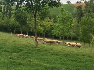 Agrosylvopastorální systémy farmy La Losse, která se specializuje na chov mléčných ovcí.