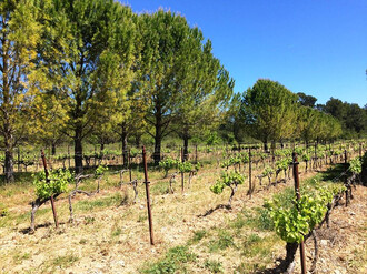 Vinice stíněné borovicí pínií na agrolesnických plochách v Restincli&#232;res.