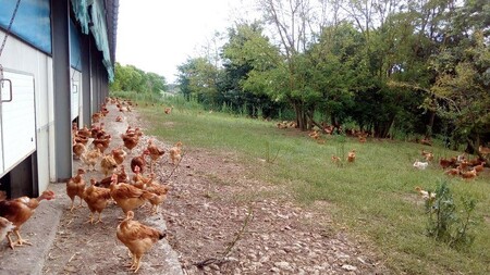 Kuřata z rodinné drůbeží farmy Samatan v agrolesnickém výběhu.