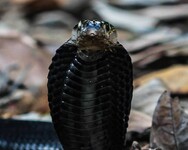 Kobra sumaterská (rovníková)