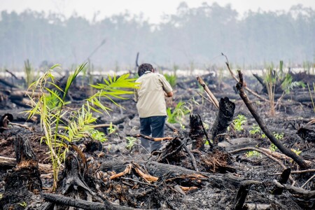 Místo činu vyznačené indonéskou policií: na vypáleném rašeliništi a pralesu jsou pěstovány rostlinky palmy olejné. Místo se nachází nedaleko  Nyaru Menteng Orangutan Sanctuary, západně od Palangkaraya, centrální Kalimantan.  Rok 2015