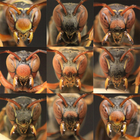 Vosíci Polistes fuscatus se dokáží naučit rozpoznávat obličeje lépe a rychleji než jiné tvary