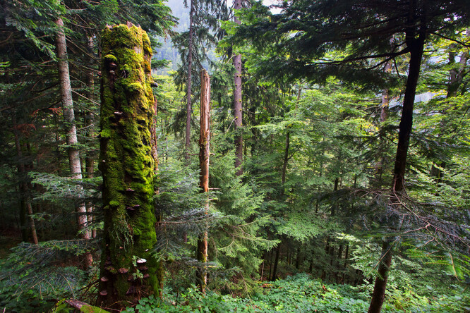 Obr. 1a: Sepětí živých, odumírajících a mrtvých stromů v přírodním lese je zdrojem jejich obdivuhodné biologické rozmanitosti. Na snímku druhově pestrý smíšený přírodní les v pohoří Fagaraš, Rumunsko.
