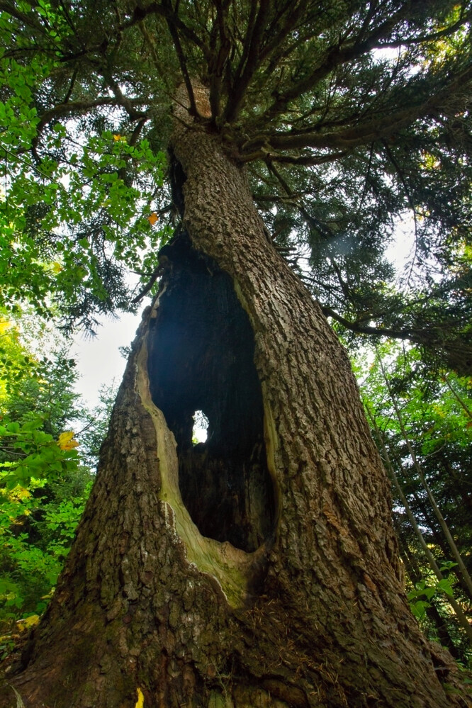 Obr. 2a: Stromy na sklonku života poskytují nejrozmanitější mikrostanoviště, hostí mnoho organismů, a často přitom nepřestávají udivovat svou vitalitou. Na snímku jedle kavkazská s velkou podélnou kmenovou dutinou, která představuje vhodný úkryt i pro větší živočichy, pohoří Egrisi- Kaukaz, Gruzie.