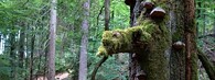 buk lesní