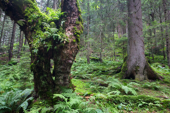 Obr. 3a: Staré stromy významné pro biodiverzitu nemusí být nutně ohromovat šíří kmene či velikostí vůbec. Na snímku starý javor horský, vytvářející na svém rozdvojeném kmeni podmínky pro vyvýšenou „zahrádku“ (pohoří Fagaraš, Rumunsko).