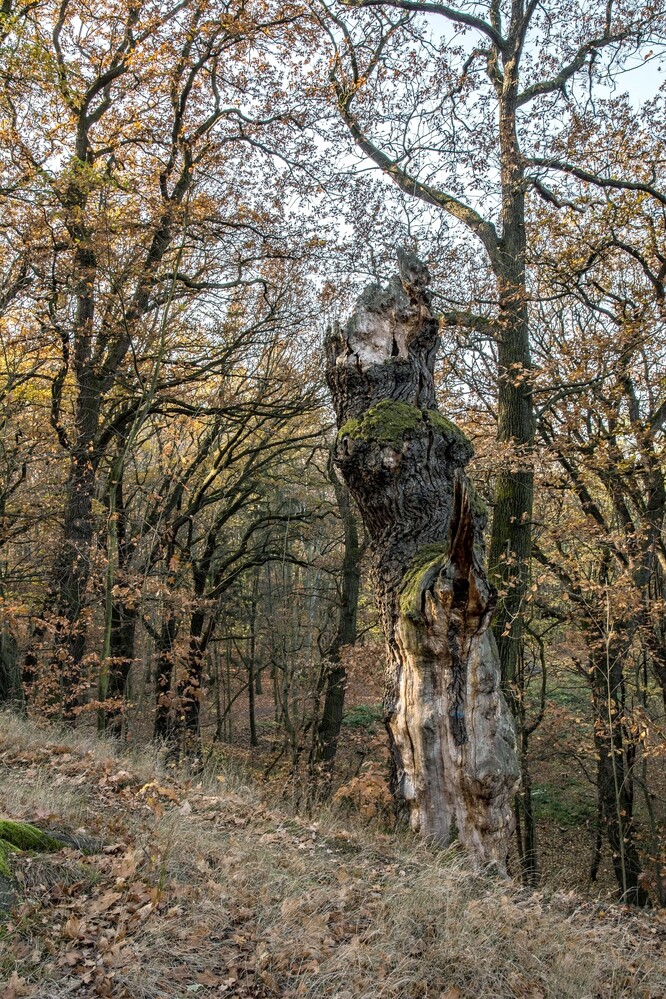 Obr. 5: Torzo starého dubu letního v pražském lesoparku Cibulka.