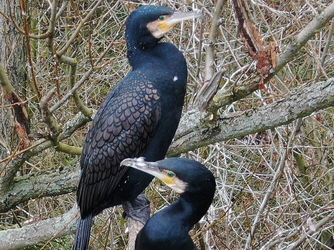 Kormorán velký je klíčovým rybožravým predátorem. Kormorán velký je klíčovým rybožravým predátorem.