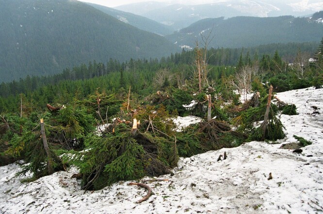 Obr. 12. Smrky v dolní části lavinové dráhy Velká Studniční jáma „ucvakané“ lavinou z února 1999.