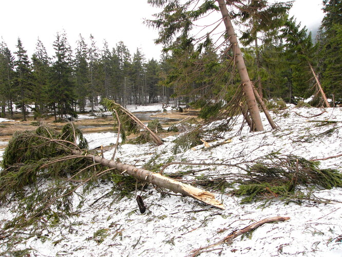 Obr. 2. Stromy vyvrácené a zbavené větví do výše několika metrů po prachové lavině z 25. 3. 2005 v Pančavské jámě.