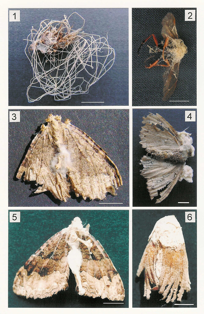 Těla hmyzu z podzemních prostor s entomopatogenní houbou (převzato ze článku Kubátová A. &amp; Dvořák L., 2005: Entomopathogenic fungi associated with insect hibernating in underground shelters, CZECH MYCOL. 57(3–4): 221–237).