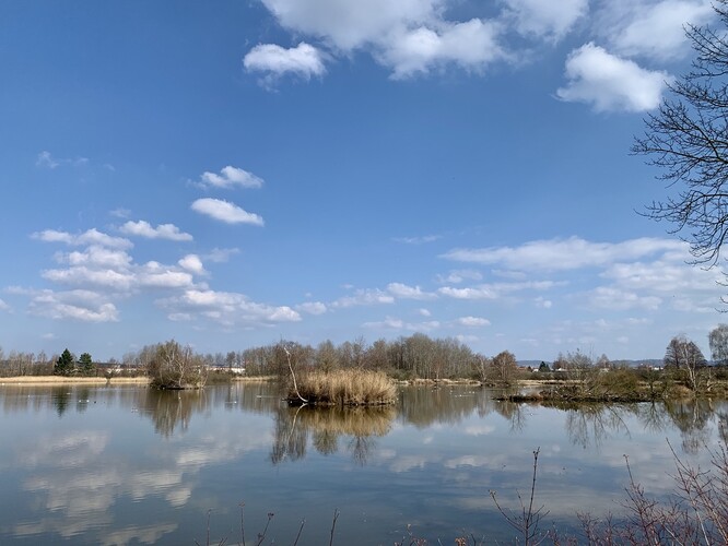 Obr. 4a:Napuštěný rybník Domin s ostrůvky (snímek z 18. března 2020), které začali pomalu obsazovat ptáci a připravovat se k hnízdění...