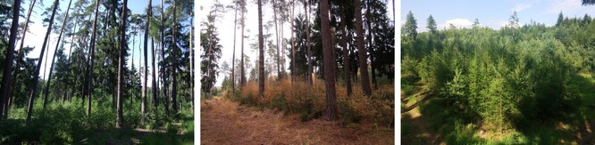 Obr. 7 - Ukázka vývoje dvouetážového porostu, u kterého došlo k odtěžení horní etáže bez poškození nové generace lesa.