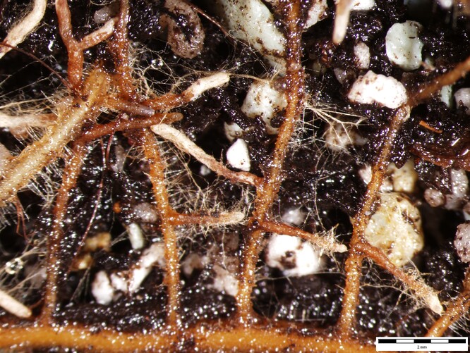 Kořen semenáčku smrku s kořínky obalenými hustou &quot;plstí&quot; houbových vláken (bílé špičky kořínků) s vyrůstajícími provazci houbových vláken.