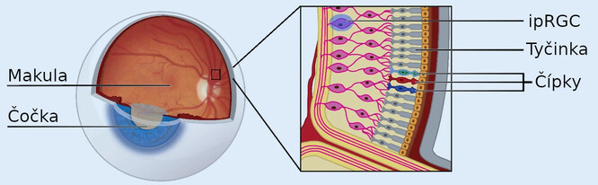 Schéma oka: makula (žlutá skvrna), čočka, ipRGC = světlocitlivé gangliové buňky, tyčinky a čípky